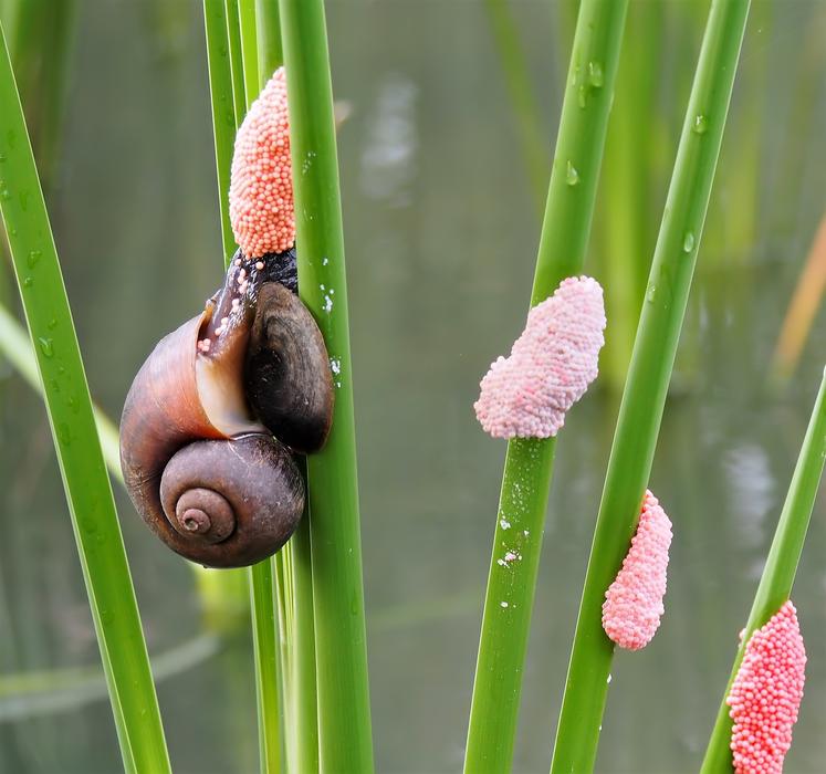 Snails in Nature Flora Garden