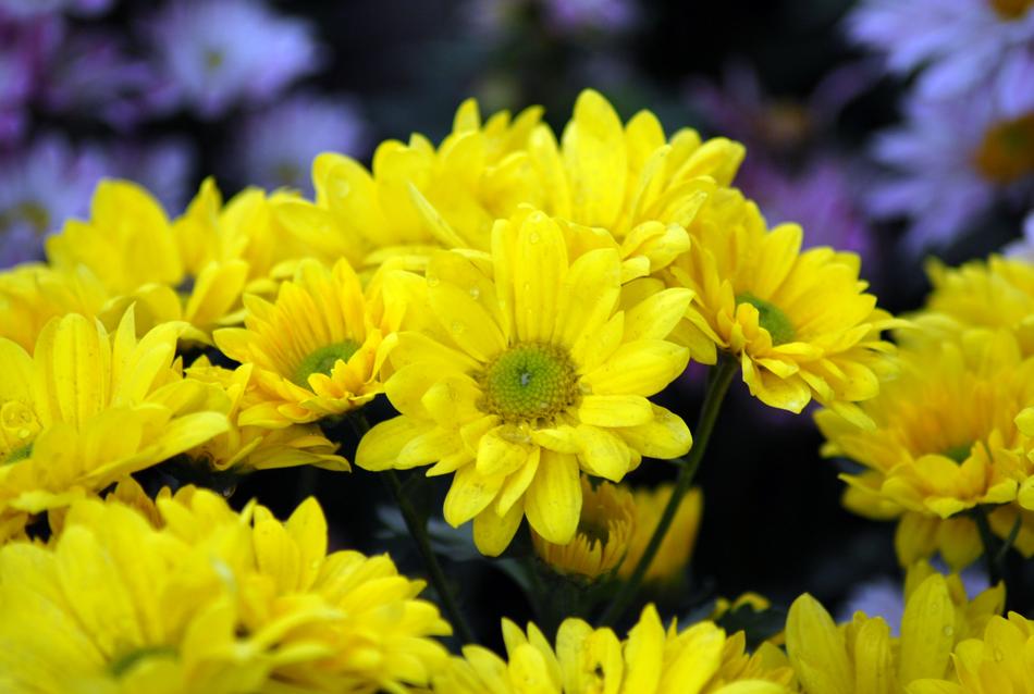Flower Nature