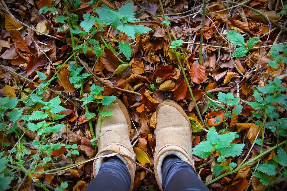 Leaf Fall Wood