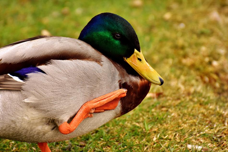 Mallard Water Bird Drake Duck