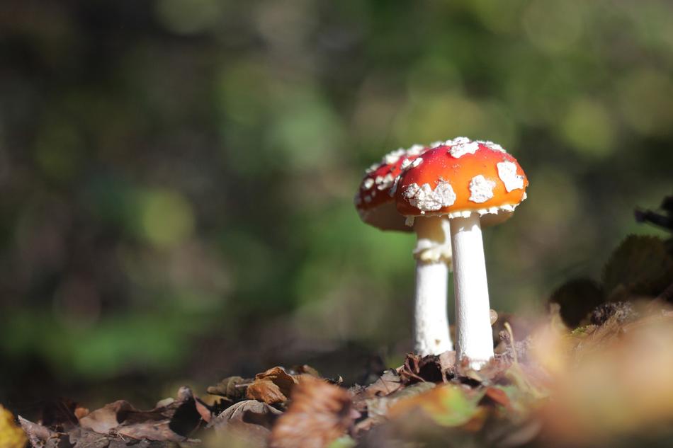Fungus Forest Nature