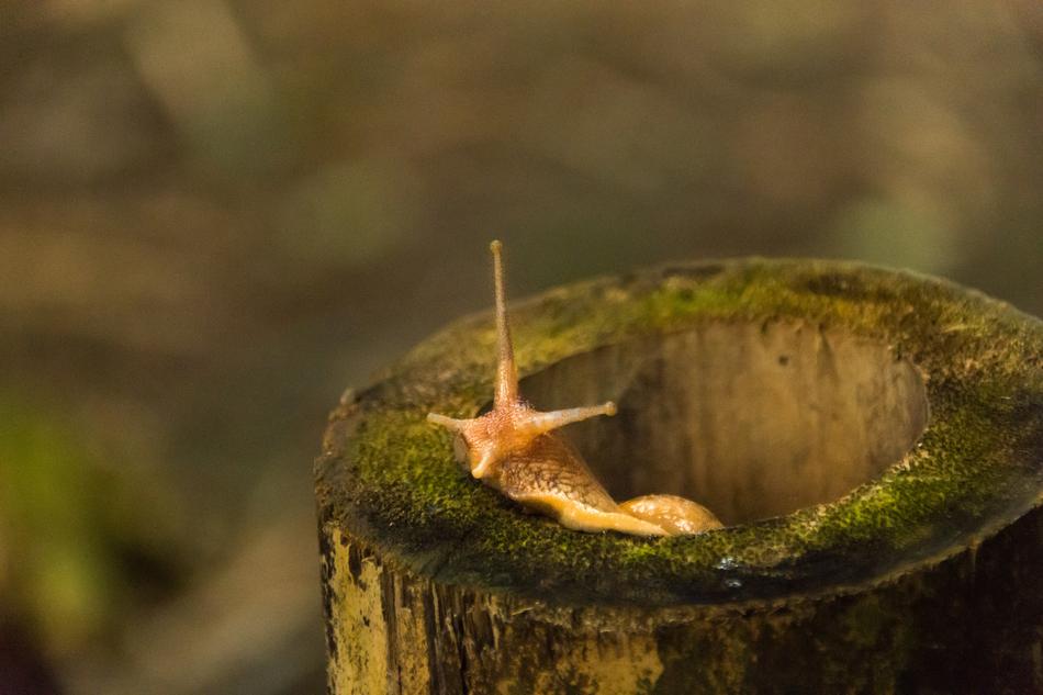 Nature Snail Bamboo
