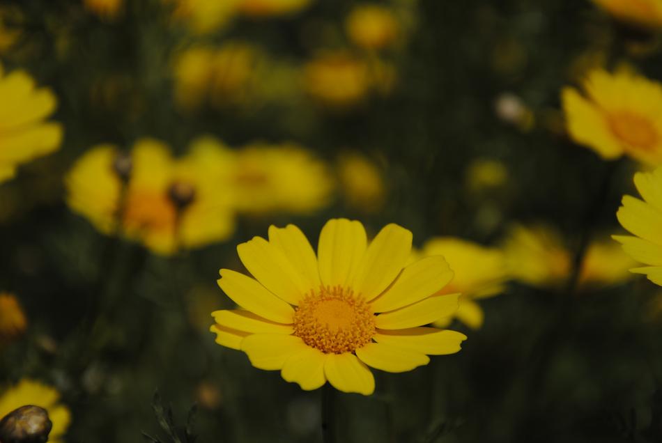 Flowers Yellow