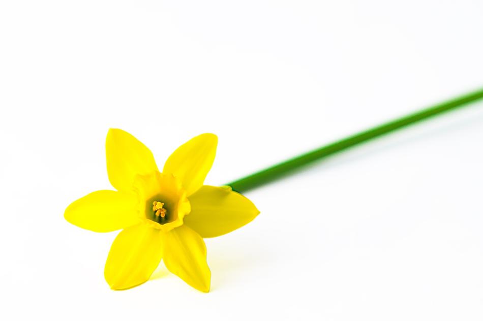 Nature Easter Flower