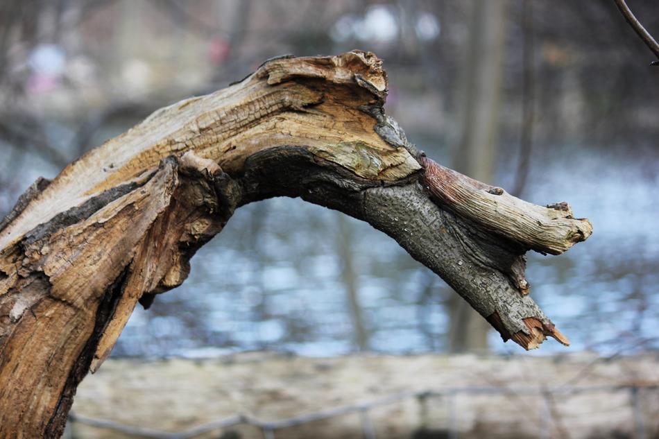 Nature Wood