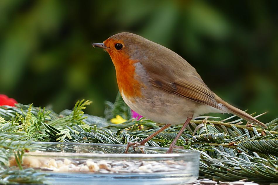 Nature Animal Bird