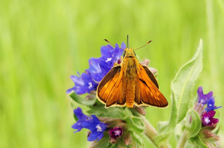Nature Flower Summer Butterfly