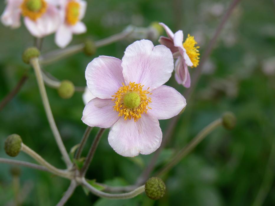 Flower Pink Plant Flowering