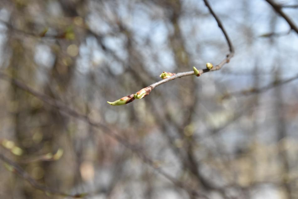 Tree Nature Branch