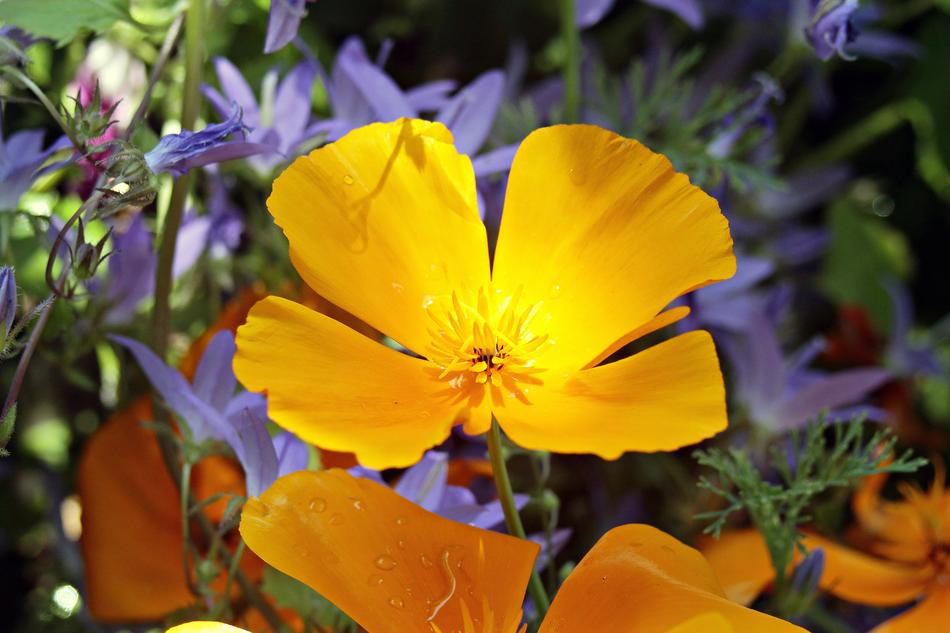 Eschscholzia Californica Orange
