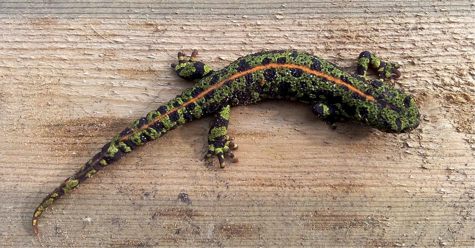 Salamander Nature