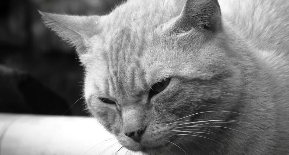 Cat Nice macro blur