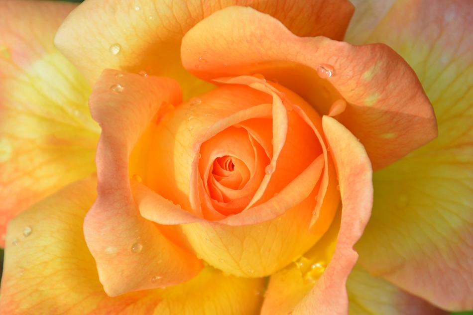 Flower Petals Rose