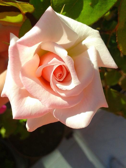 Flower Rose Petals