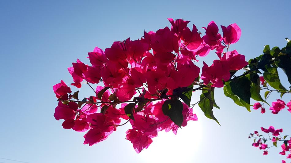 Flowers Plant sun macro