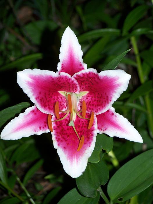 Flower Lily