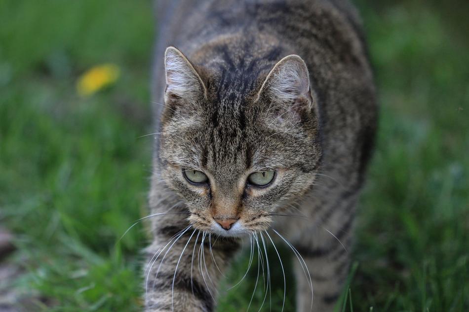 Tabby Cat European Shorthair