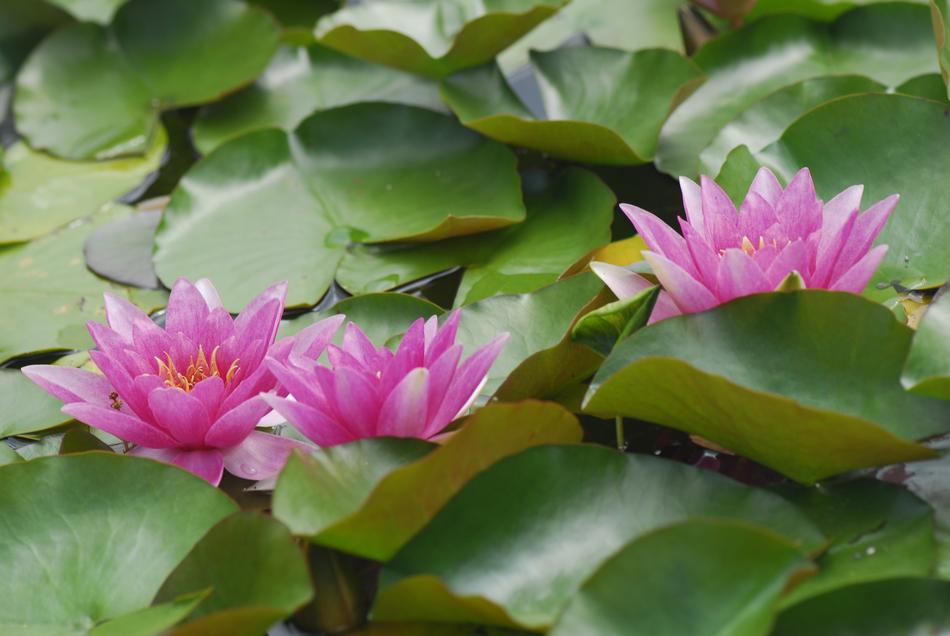 Flower Plant Puddle