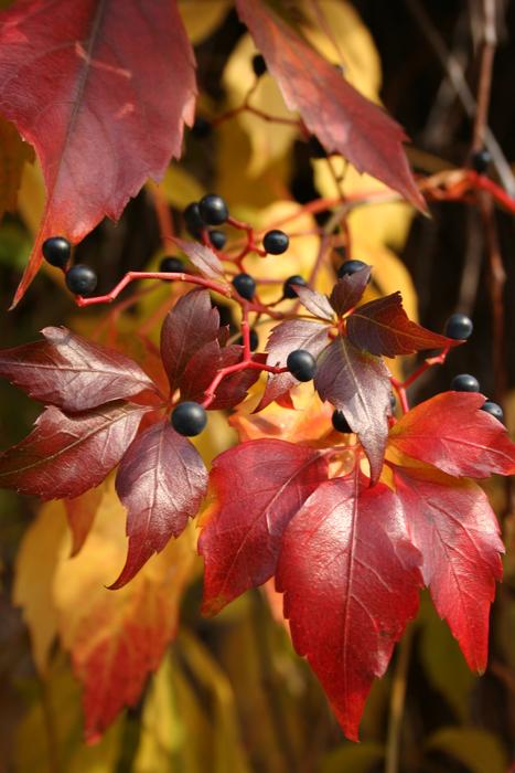 Autumn Dzikiewino Red