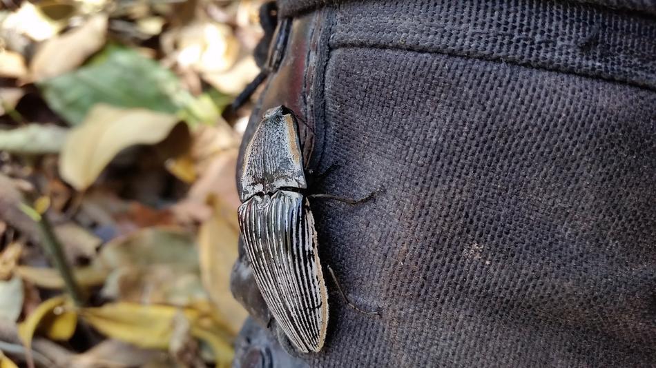 Nature Insect Wildlife
