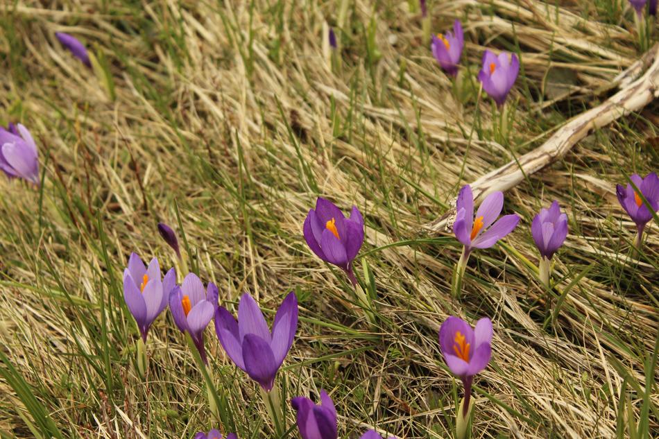 Flowers Purple Nature