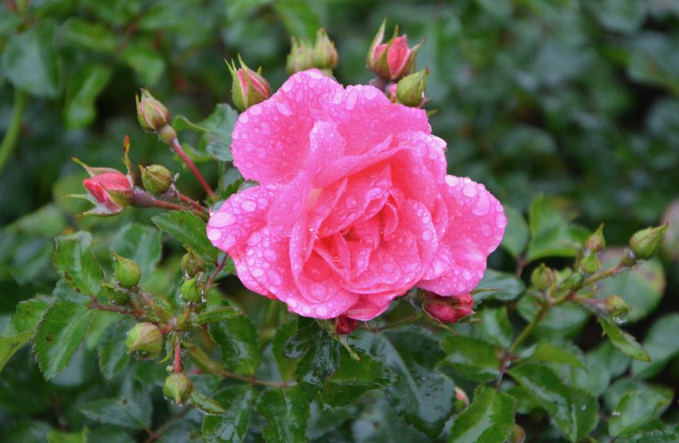 Pink Buttons Rosebush macro