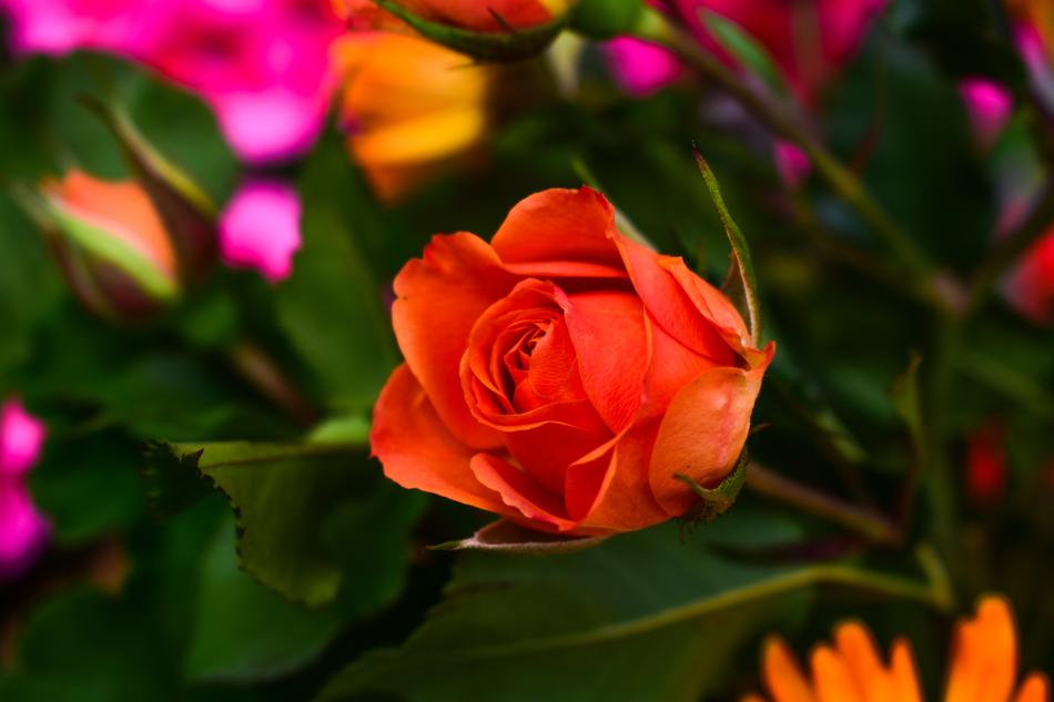 Flower Nature Plant