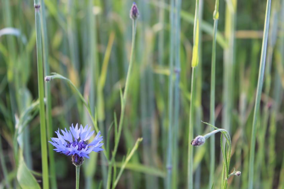 macro blur Flower Nature
