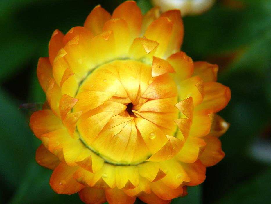 Flower Yellow