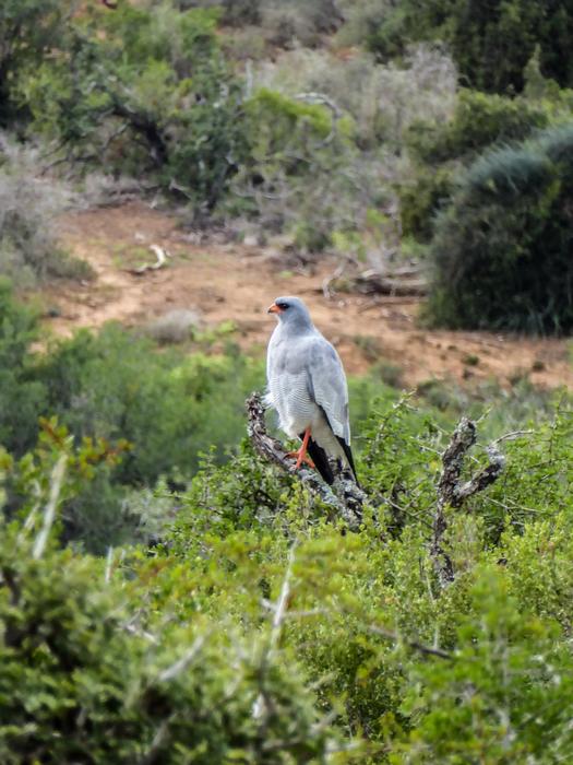 Nature Bird Of Prey Raptor