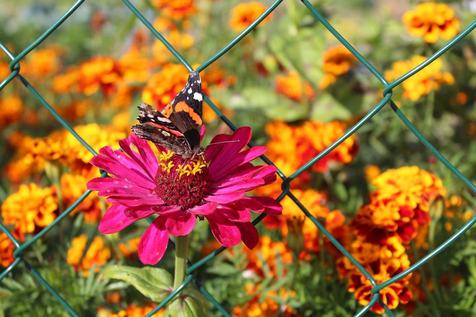 Zinnia Garden Flowers Fair Admiral