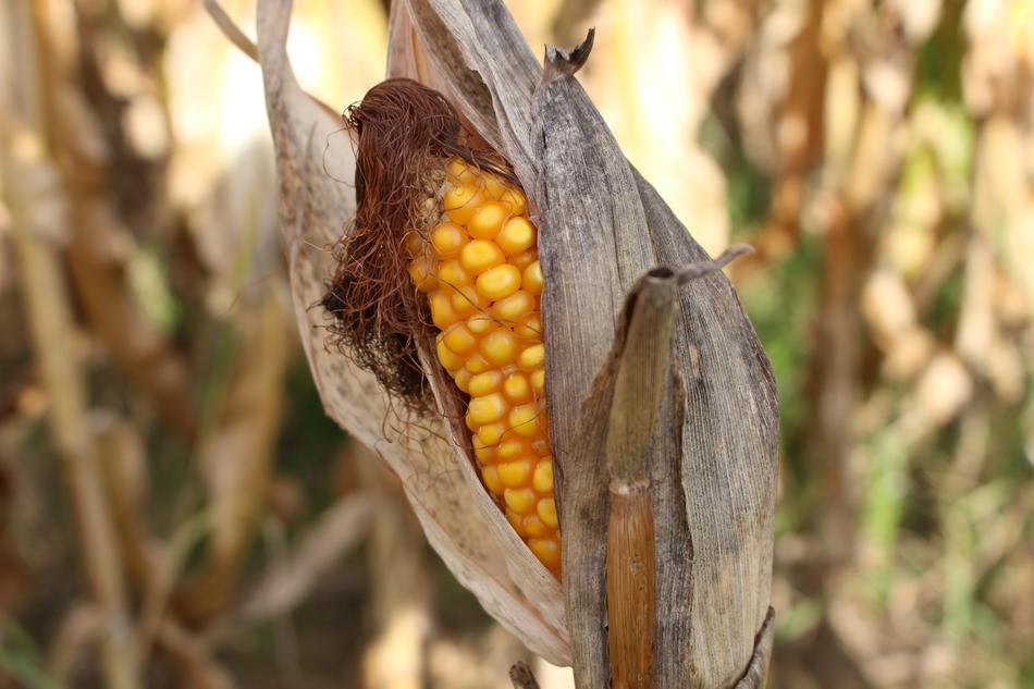 Corn On The Cob Drought Nature