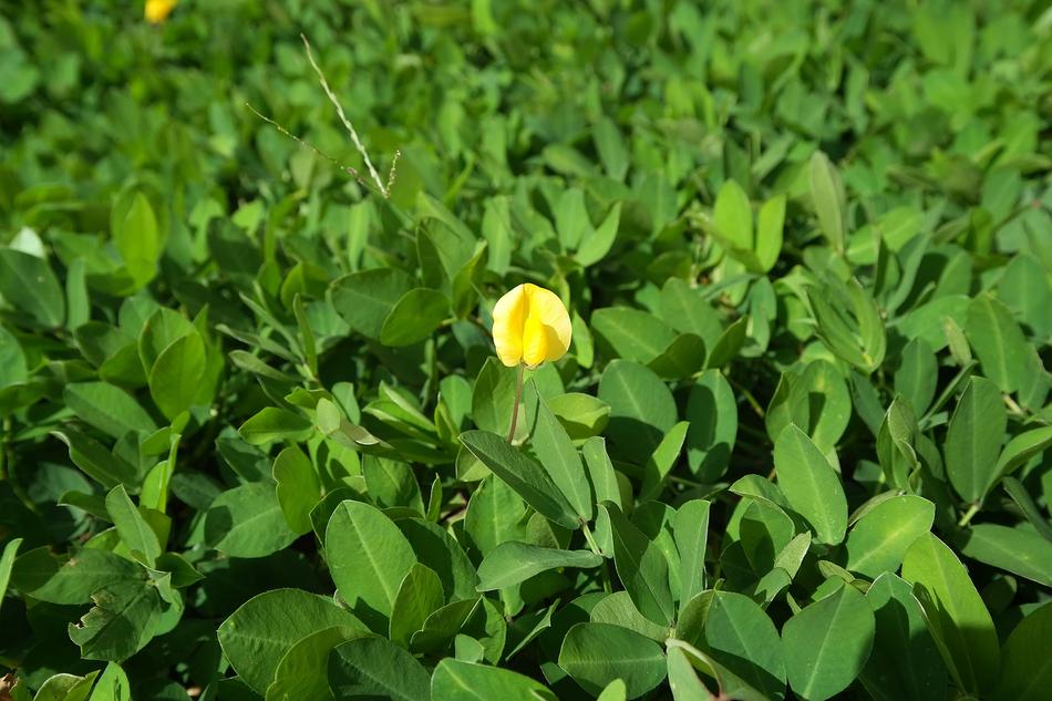 Flower Garden Plants