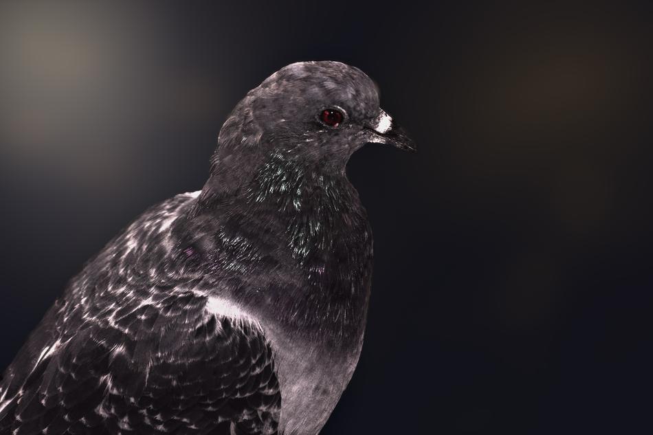 Paloma Birds Wild Life