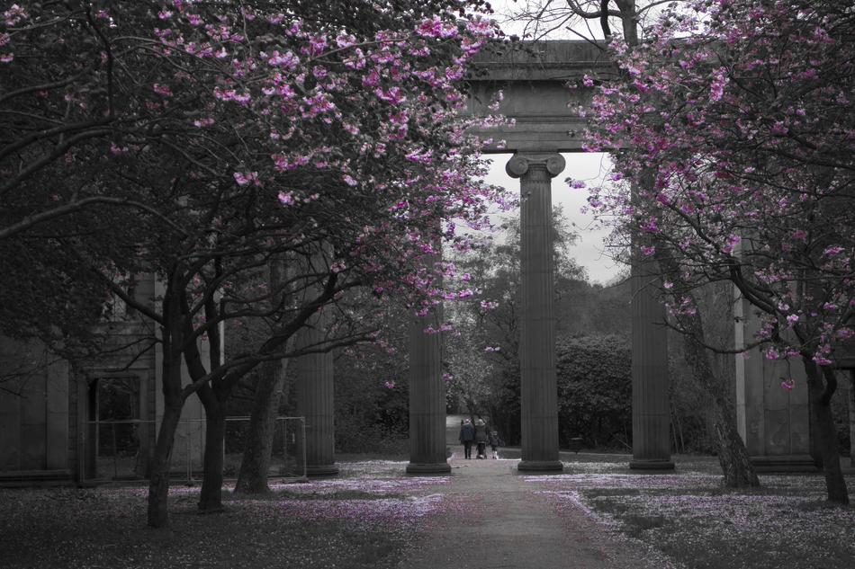 Heaton Park Blossoms Trees