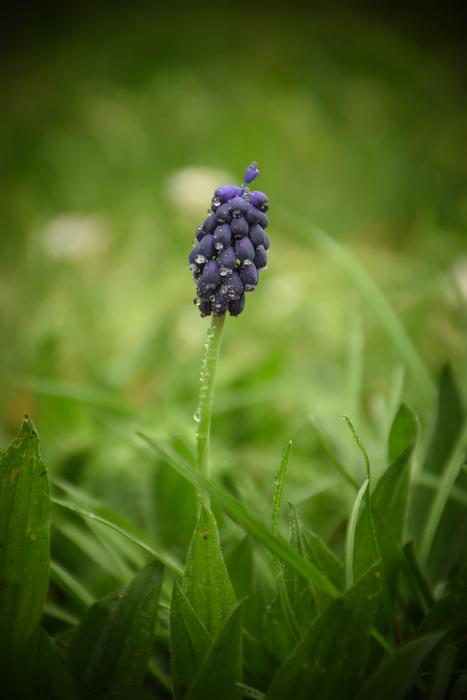 Nature Plant Outdoors