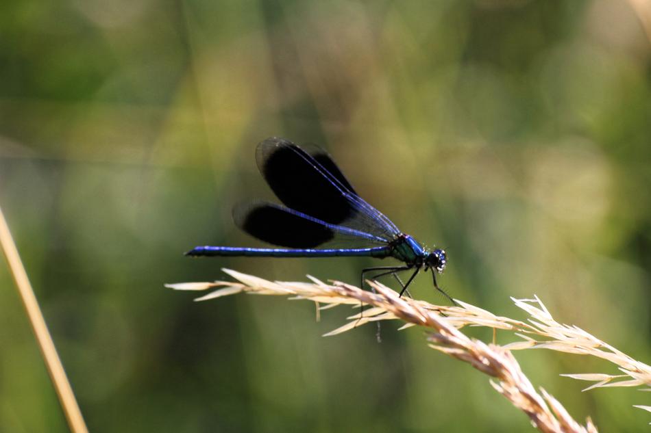 Dragonfly Nature