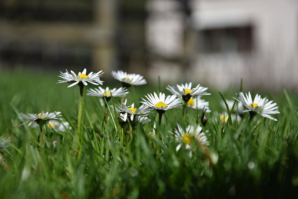 Nature Flower Grass