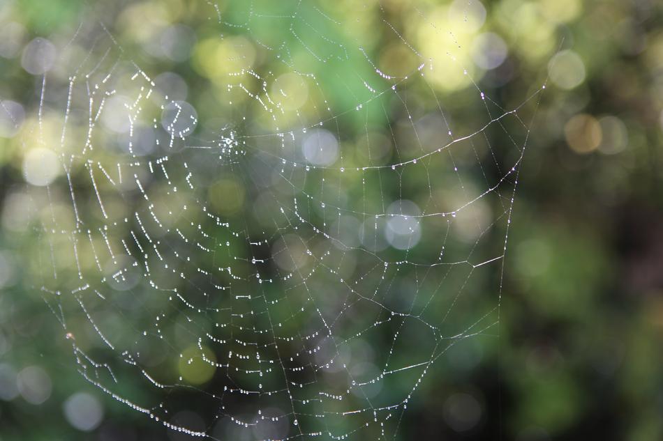 Noel Online Gift Shop Spider