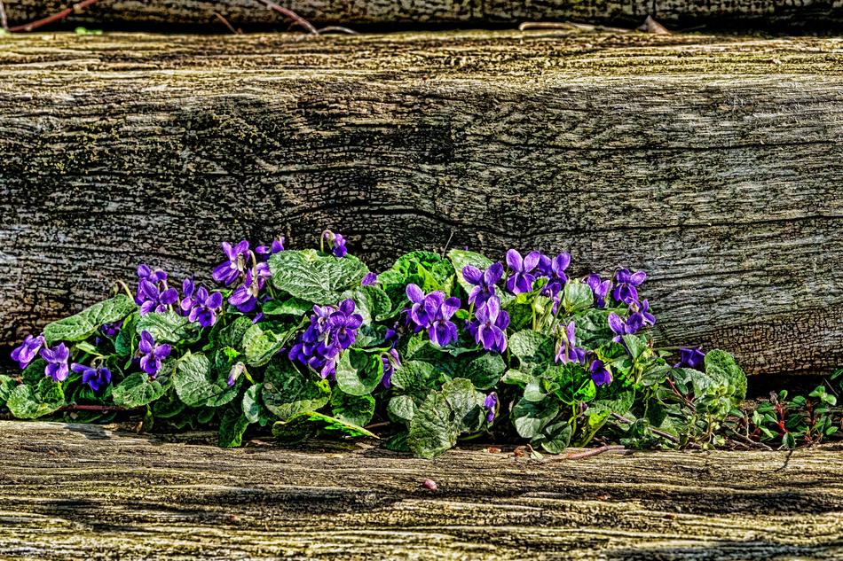 Flower Violet Garden