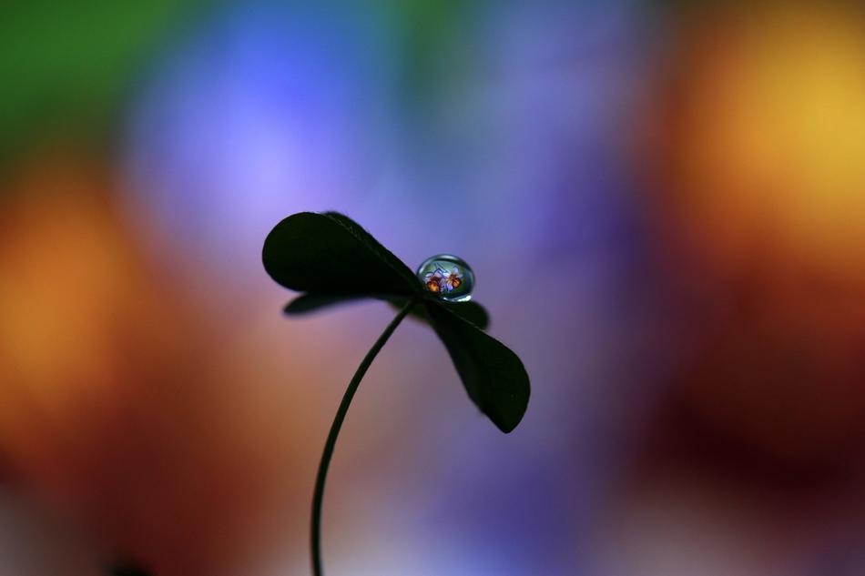 Drop Water Flower