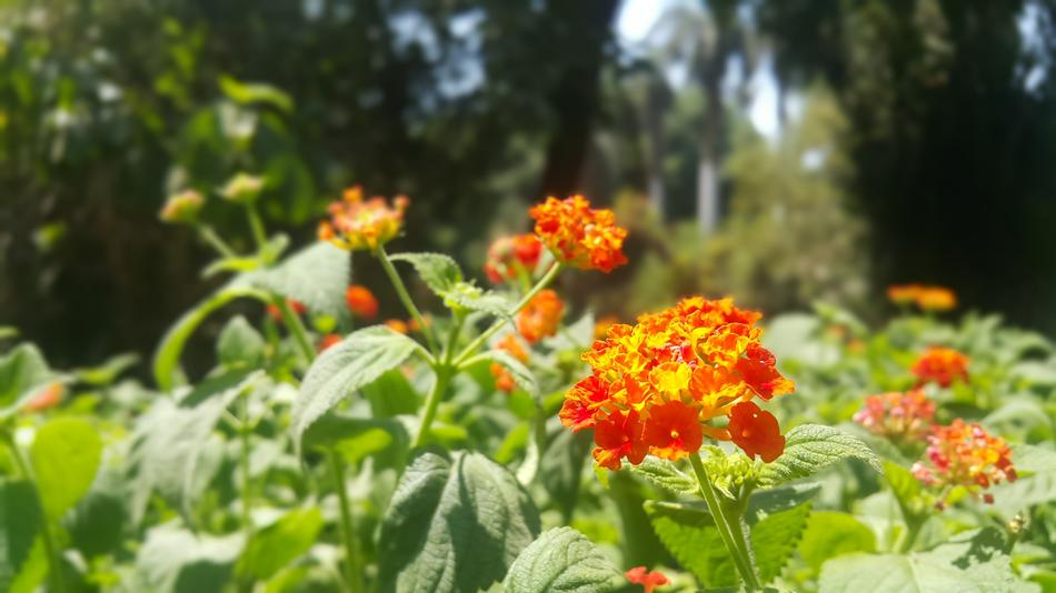 Orange Flower