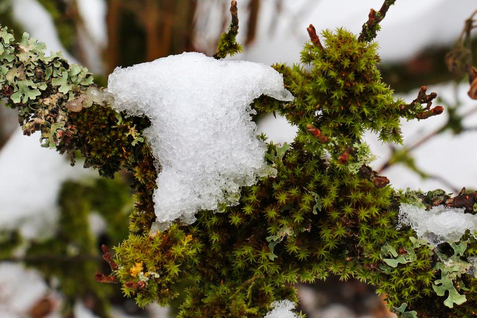 Tree Winter Nature