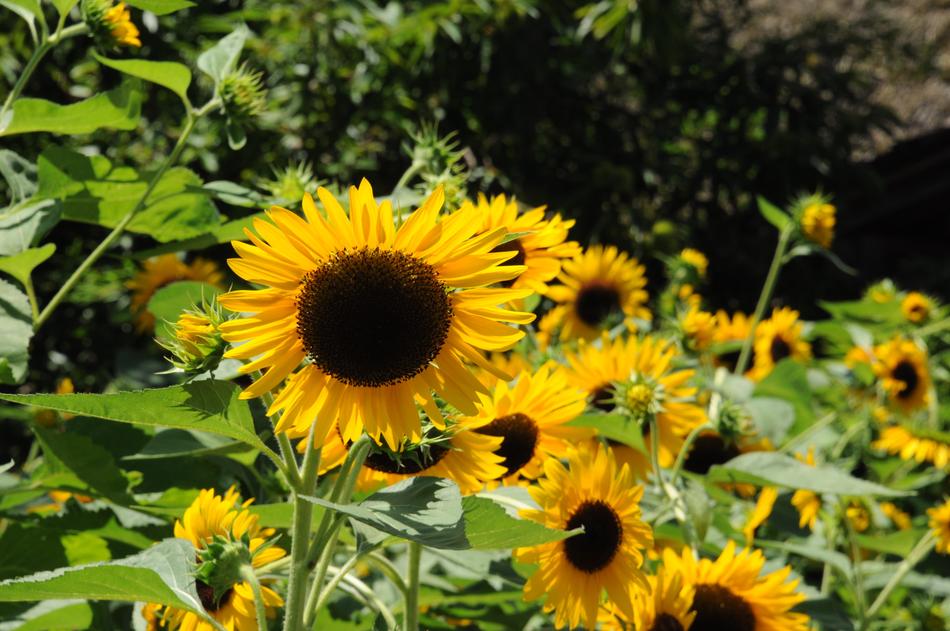 Flower Sunflower