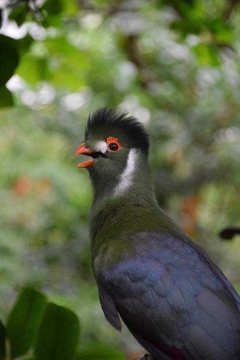 Exotic Bird Garden