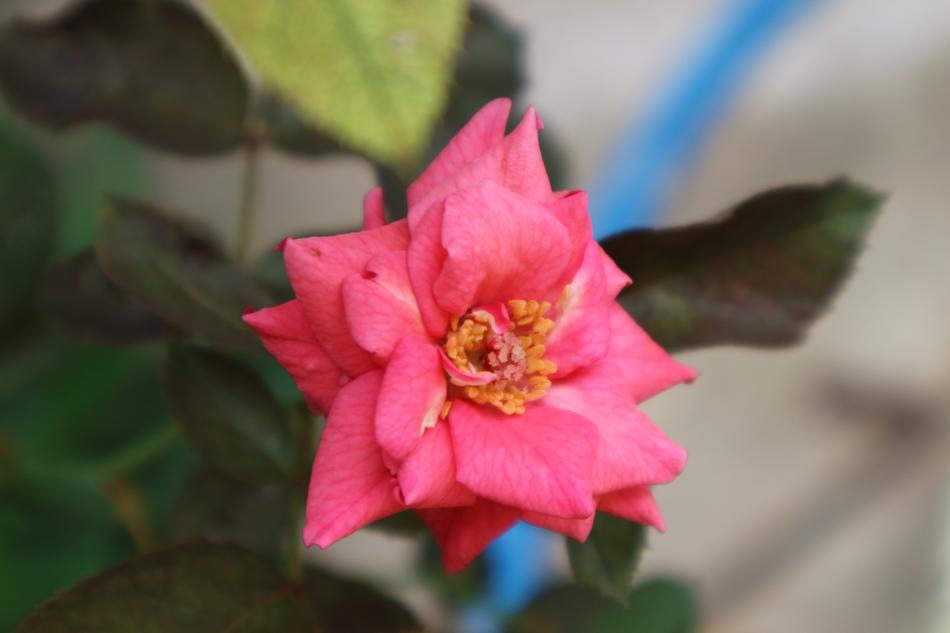 Rose Nature