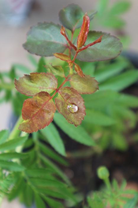Dew Rain