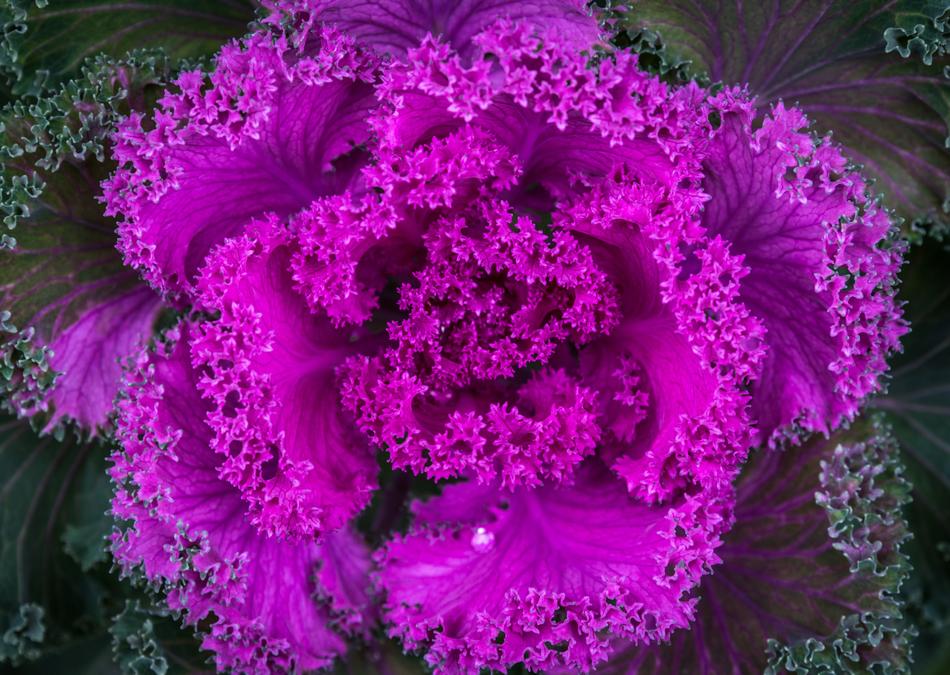 Nature Plant