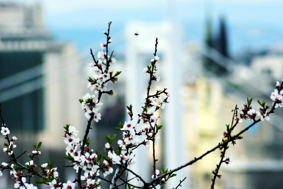 Flower Wood Cherry