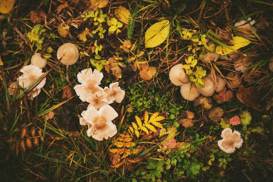 Nature Autumn Fall
